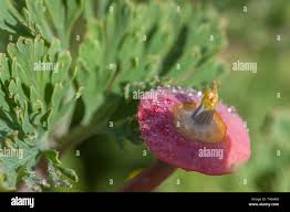 Attēlu rezultāti vaicājumam “Eschscholzia californica fruit”