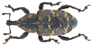 Attēlu rezultāti vaicājumam “Hylobius abietis”