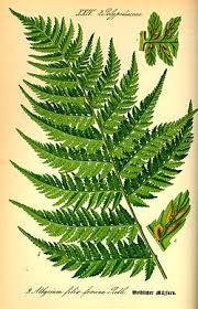 Attēlu rezultāti vaicājumam “Athyrium filix-femina”