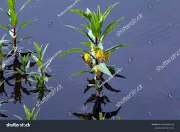 Attēlu rezultāti vaicājumam “Lysimachia thyrsiflora”