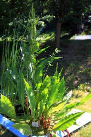 Attēlu rezultāti vaicājumam “Rumex hydrolapathum leaf”