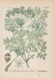 Attēlu rezultāti vaicājumam “Peucedanum oreoselinum”