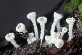 Attēlu rezultāti vaicājumam “Lachnum virgineum”