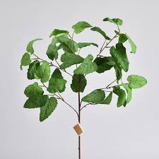 Attēlu rezultāti vaicājumam “Euphorbia helioscopia leaf”