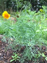 Attēlu rezultāti vaicājumam “Eschscholzia californica leaf”