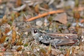 Attēlu rezultāti vaicājumam “Myrmeleotettix maculatus”