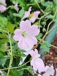Attēlu rezultāti vaicājumam “Geranium bohemicum flower”