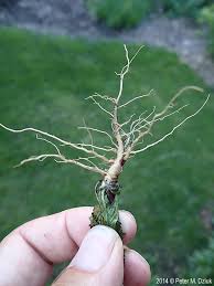 Attēlu rezultāti vaicājumam “Crepis tectorum fruit”