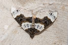 Attēlu rezultāti vaicājumam “Cosmorhoe ocellata”