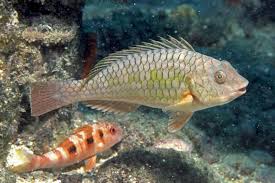 Image result for Sparisoma axillare
