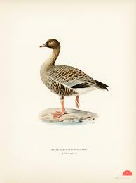 Attēlu rezultāti vaicājumam “Anser brachyrhynchus”