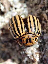 Attēlu rezultāti vaicājumam “Leptinotarsa decemlineata”