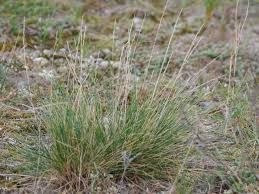 Attēlu rezultāti vaicājumam “Festuca psammophila”
