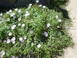 Attēlu rezultāti vaicājumam “Calystegia inflata flower”