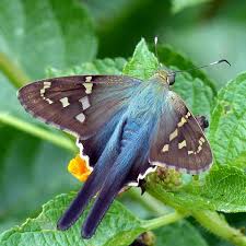 Attēlu rezultāti vaicājumam “Lepidoptera”
