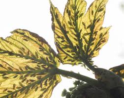 Attēlu rezultāti vaicājumam “Drepanosiphum platanoidis exuvia”