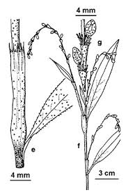 Attēlu rezultāti vaicājumam “Persicaria hydropiper leaf”