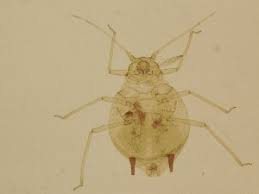 Attēlu rezultāti vaicājumam “Aphis farinosa”