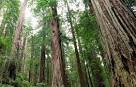 Forestry Commission initiates programme to reduce forest degradation