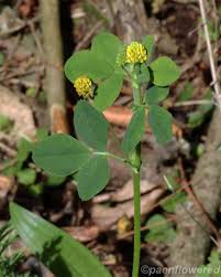 Attēlu rezultāti vaicājumam “Medicago lupulina leaf”