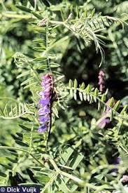 Attēlu rezultāti vaicājumam “Vicia cracca”