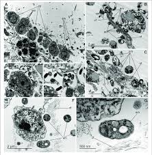 Image result for Vazella pourtalesii