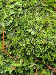 Attēlu rezultāti vaicājumam “Lepidozia reptans”