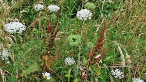 Attēlu rezultāti vaicājumam “Daucus sativus flower”