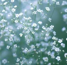 Attēlu rezultāti vaicājumam “Gypsophila paniculata flower”