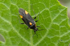 Attēlu rezultāti vaicājumam “Capsodes gothicus imago”