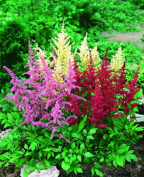 Attēlu rezultāti vaicājumam “Astilbe chinensis”