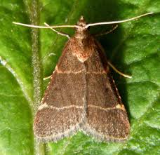 Attēlu rezultāti vaicājumam “Hypsopygia glaucinalis”