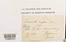 Attēlu rezultāti vaicājumam “Dicranella crispa”