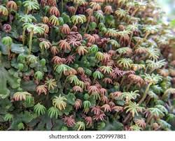 Attēlu rezultāti vaicājumam “Marchantiopsida”