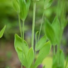 Attēlu rezultāti vaicājumam “Armeria vulgaris leaf”