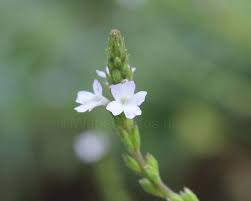 Image result for Verbena officinalis