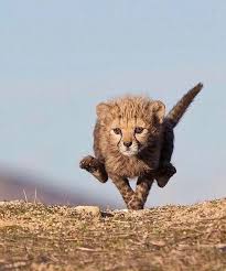 Afbeeldingsresultaat voor cheeta