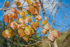 Attēlu rezultāti vaicājumam “Populus tremula”