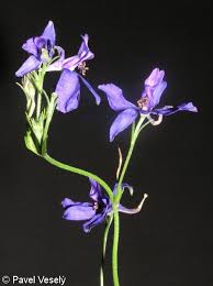 Attēlu rezultāti vaicājumam “Consolida regalis flower”