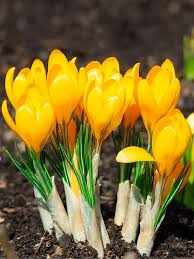 Attēlu rezultāti vaicājumam “Crocus”