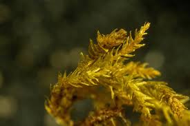 Attēlu rezultāti vaicājumam “Eurhynchiastrum pulchellum macro”