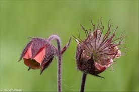 Attēlu rezultāti vaicājumam “Geum rivale fruit”