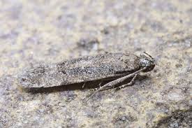 Attēlu rezultāti vaicājumam “Carpatolechia alburnella”