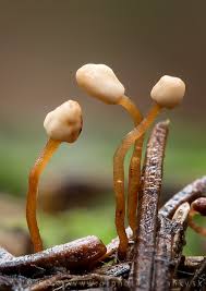 Attēlu rezultāti vaicājumam “Heyderia abietis”