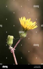 Attēlu rezultāti vaicājumam “Sonchus oleraceus bud”
