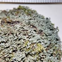 Attēlu rezultāti vaicājumam “Cladonia caespiticia”