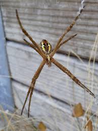 Image result for st andrews cross spider