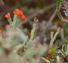 Attēlu rezultāti vaicājumam “Cladonia floerkeana”