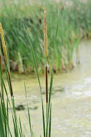 Attēlu rezultāti vaicājumam “Typha angustifolia  leaf”