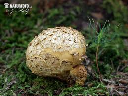 Attēlu rezultāti vaicājumam “Scleroderma citrinum”